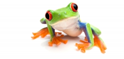 Lessons from a deaf frog